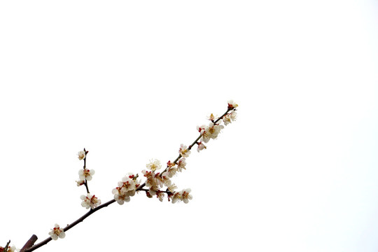 白梅枝 白底