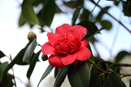 一朵红茶花