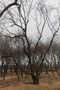 板栗树