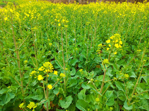 油菜花