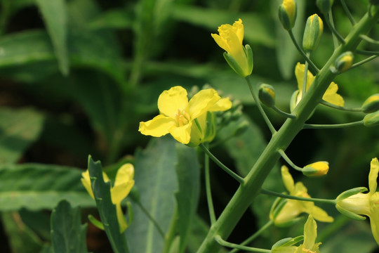 油菜花