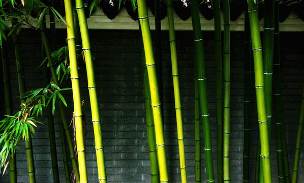 庭院绿竹