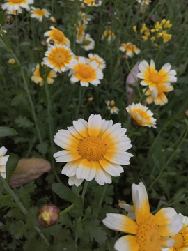 遍地开花