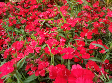 野花 红花 小野花