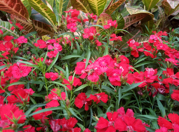 蜜蜂 小蜜蜂