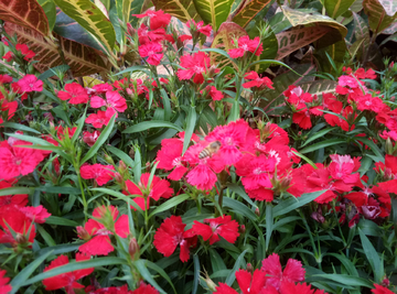 蜜蜂 小蜜蜂