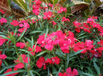 蜜蜂 小蜜蜂