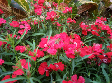 蜜蜂 小蜜蜂