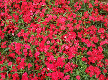 红花 花朵 野花