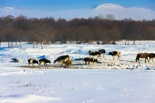 冬季雪原牛群