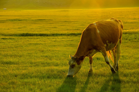 夕阳下吃草的牛