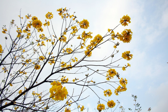 黄色花 风铃木
