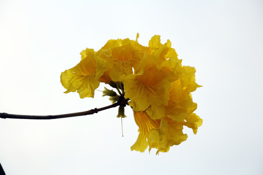一朵黄花 鲜花开放