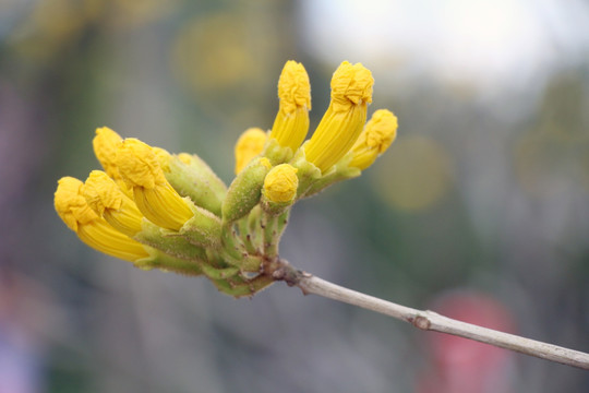 黄色花苞 花蕾