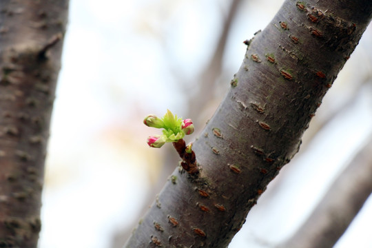 樱花 花蕾 花苞