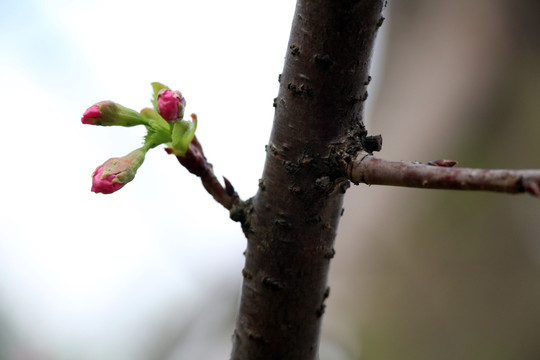 花蕾 花苞 粉色花
