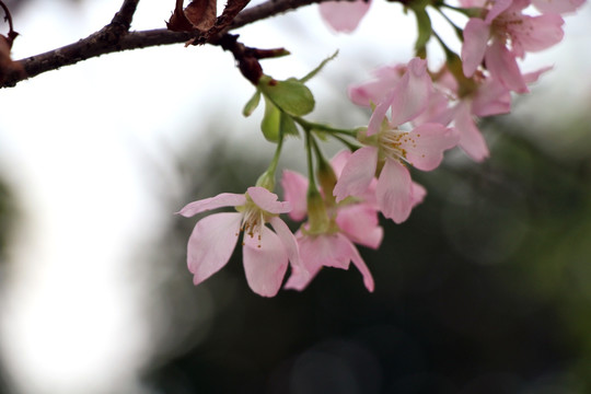 樱花 粉色花