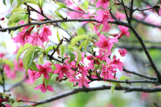 樱花 樱树