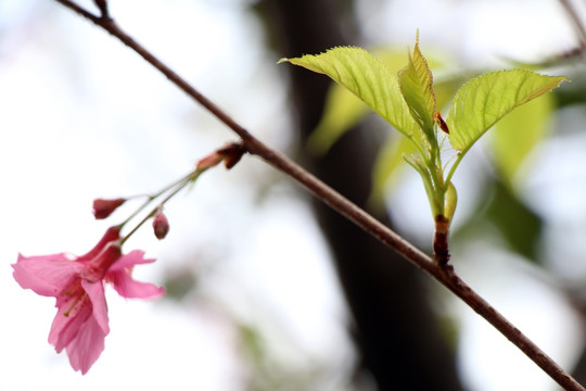 鲜花绿叶