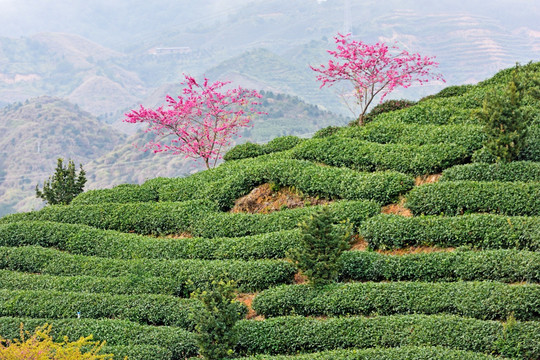 茶山