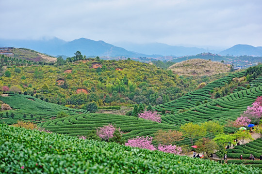 永福樱花园