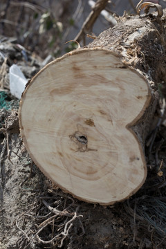 树木切面