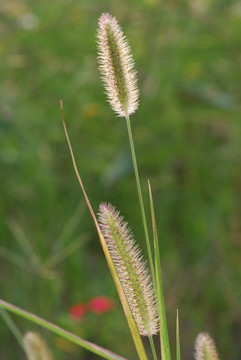 狗尾草