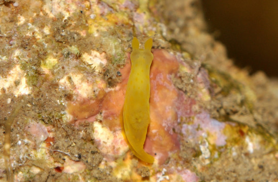 黄裸海蛞蝓