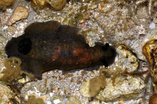 黑枝鳃海蛞蝓
