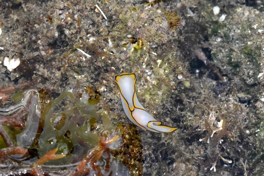 苍白美丽海蛞蝓