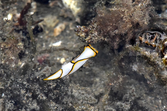 苍白美丽海蛞蝓