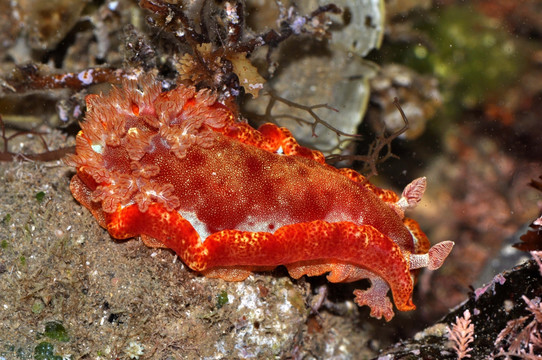 血红六鳃海蛞蝓