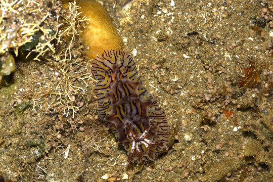 威利盘海蛞蝓