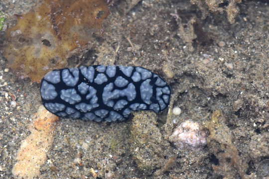 突丘叶海蛞蝓