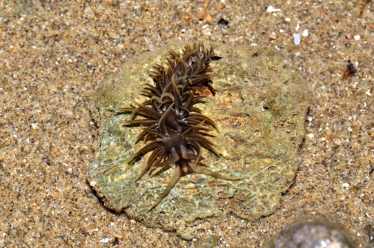 米耶塔灰翼海蛞蝓