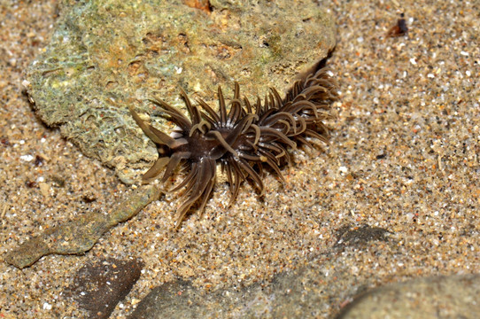 米耶塔灰翼海蛞蝓