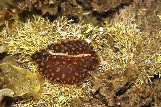 纵斑盘海蛞蝓