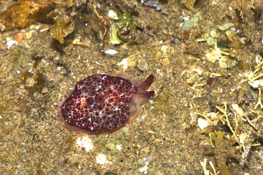巨大侧鳃海蛞蝓