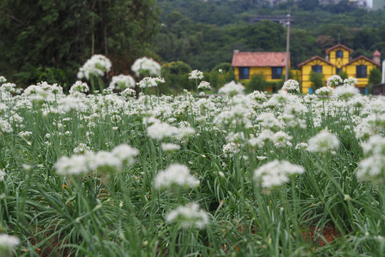 香草花海