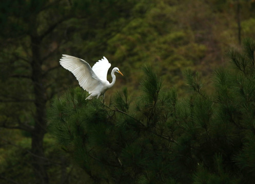 大白鹭 飞降松枝