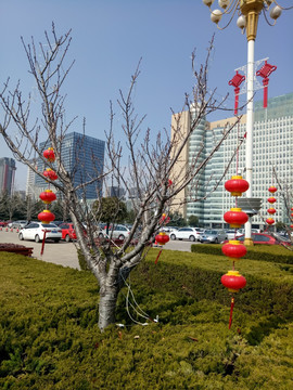 树上挂灯笼