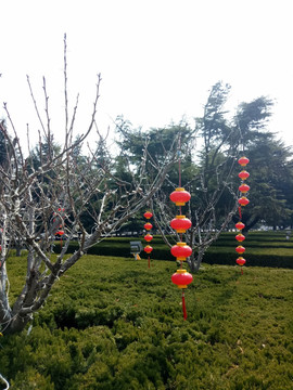 树上挂灯笼