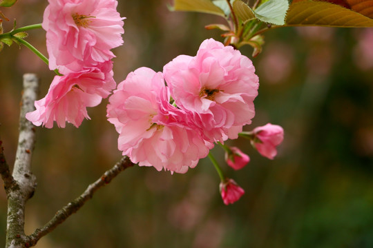 樱花