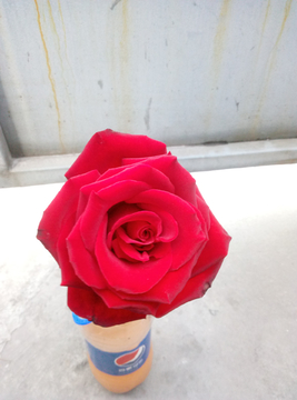 玫瑰花 大玫瑰花 红花