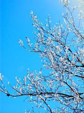 树枝积雪 冬雪