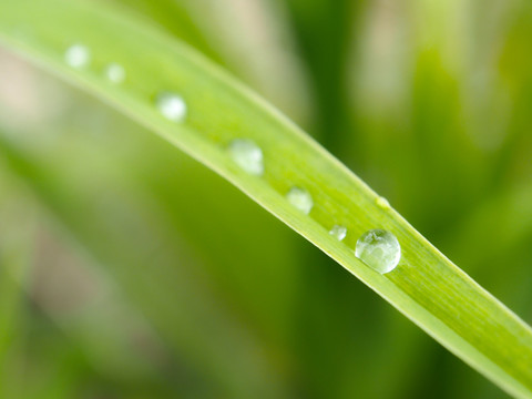 雨露 露珠