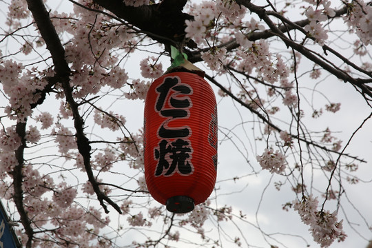 樱花红灯挂