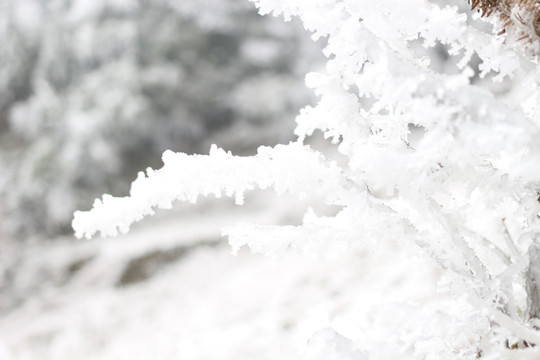 雪景