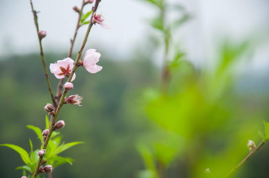 桃花