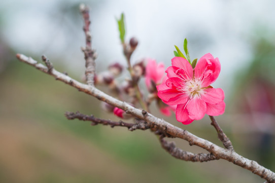 桃花